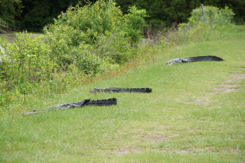 Aligatoren am Wegesrand