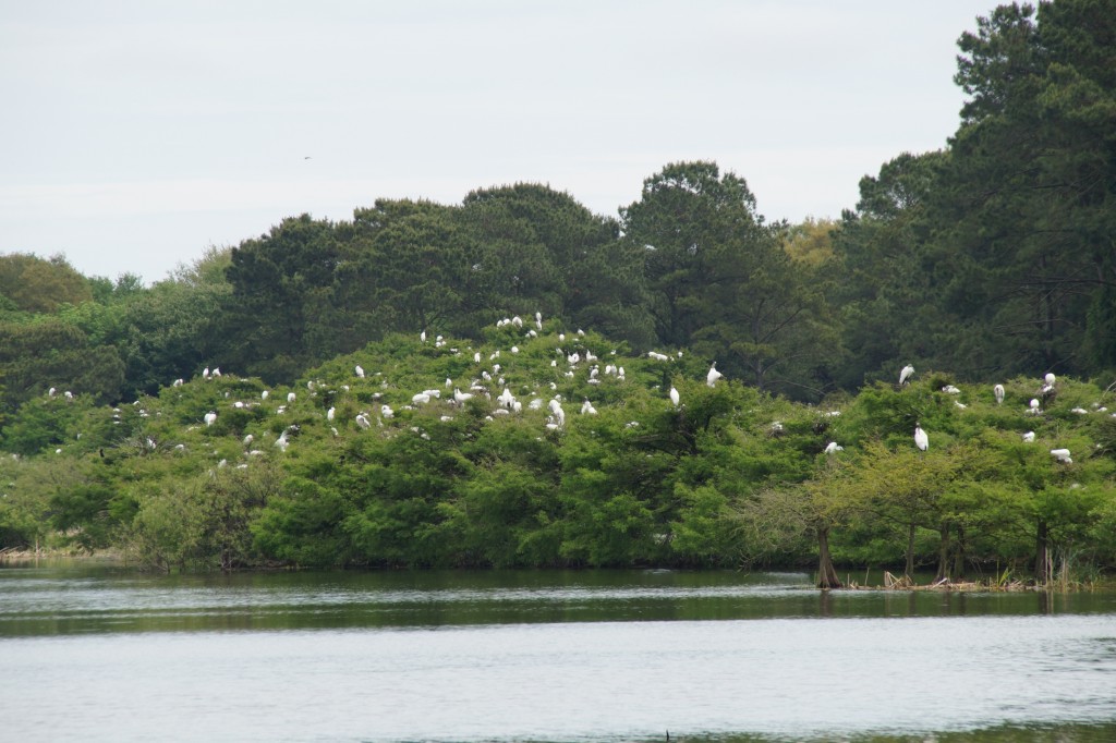Eine ziemlich große Waldstorch Kolonie
