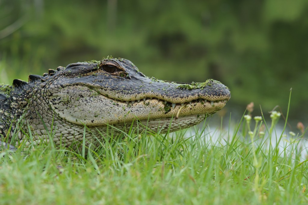 auf Augenhöhe mit dem Aligator