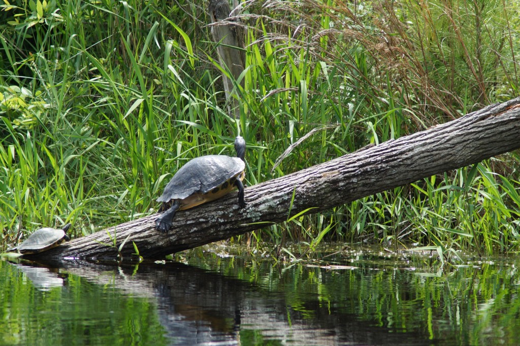 Schildkröten nehmen ein Sonnebad :-)