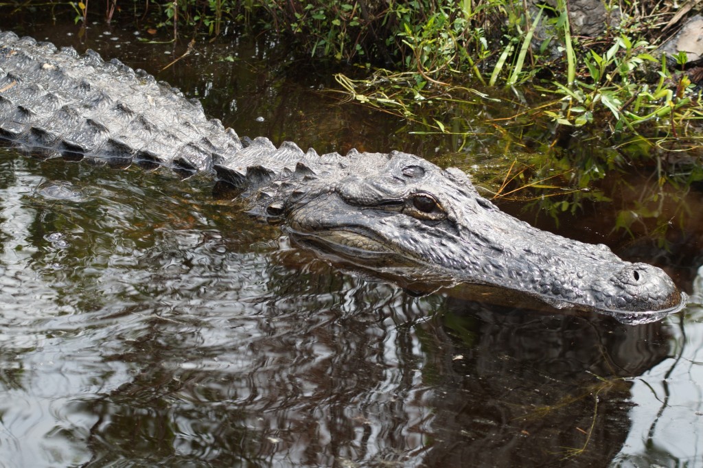 schon etwas größerer Alligator