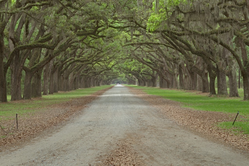 Wormsloe-Eichenallee-1